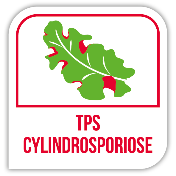 Visuel TPS cylindrosporiose